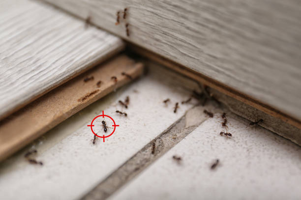 Best Termite Control Services  in Santa Clara, CA